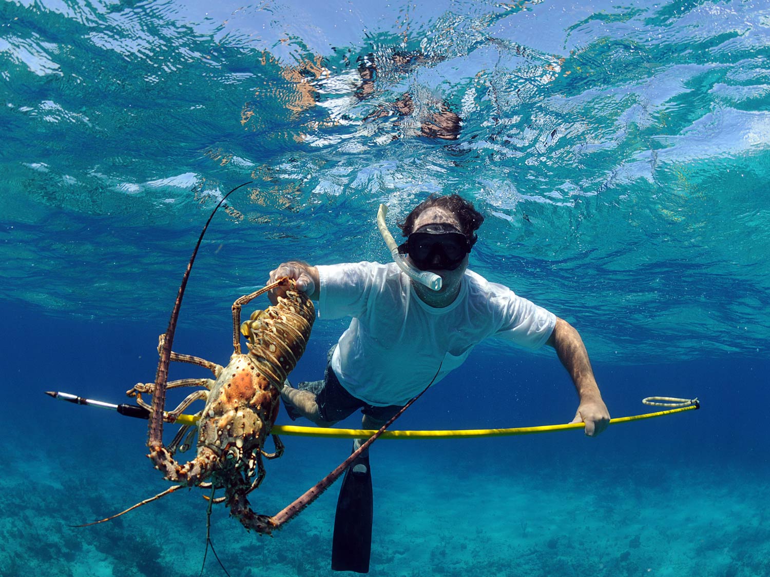 Spearfishing Harbour Island