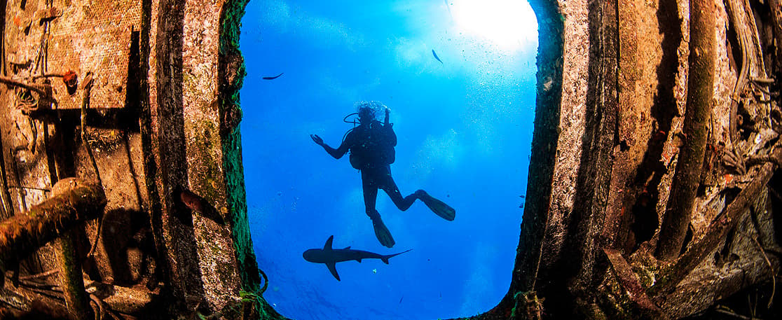 scuba diving harbour island