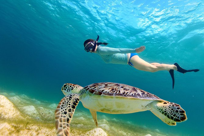 Turtles Excursion Harbour Island