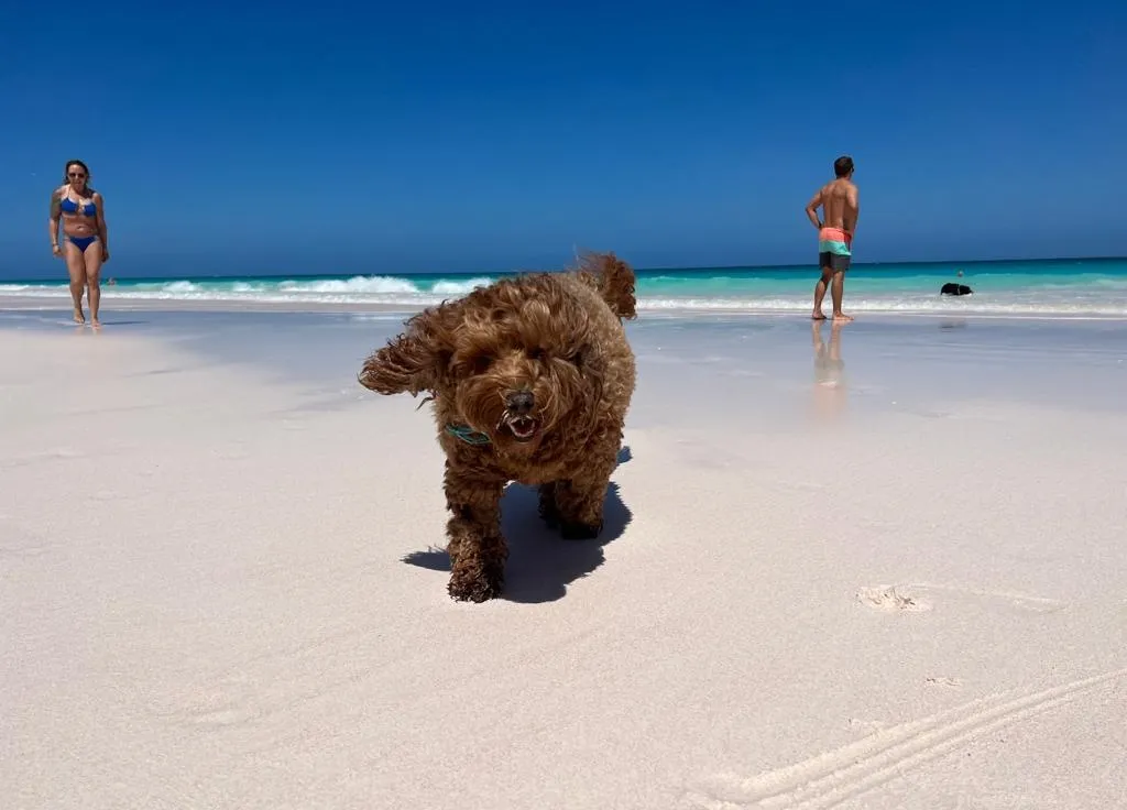 Pets in Harbour Island