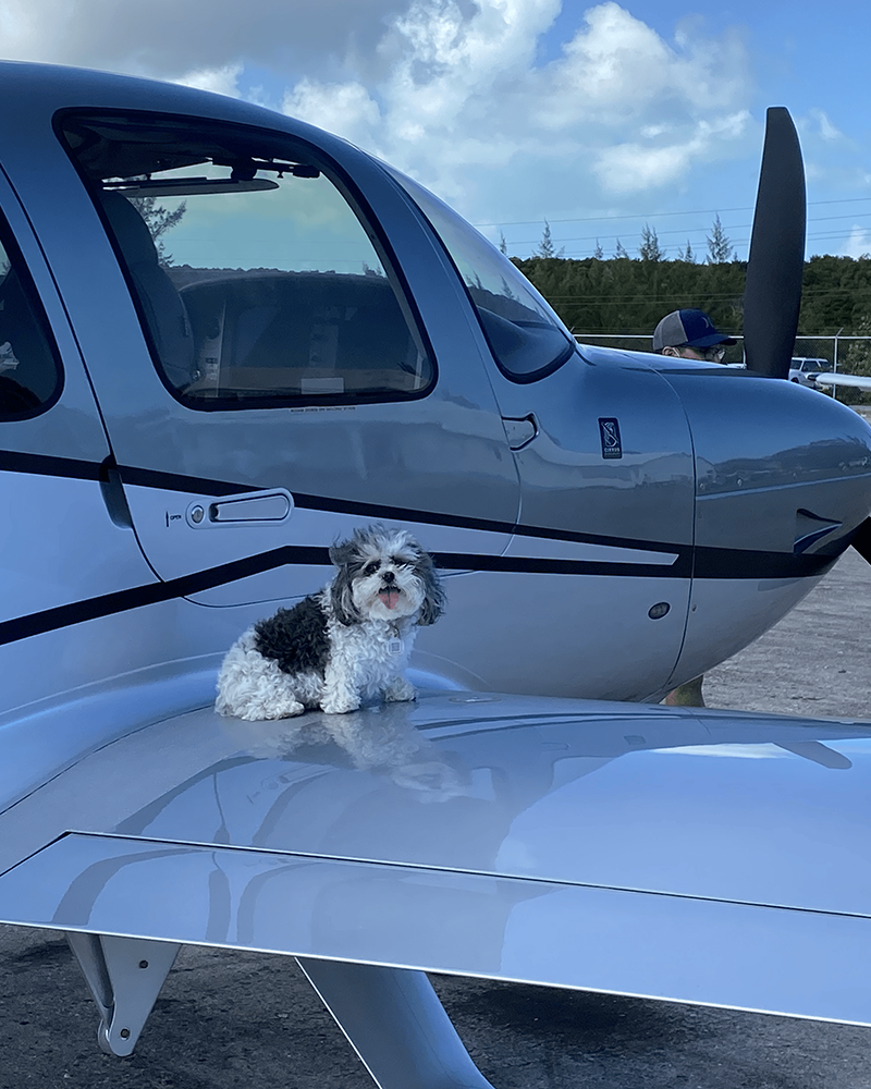 pets in Harbour Island