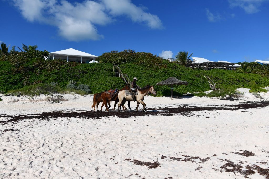 Harbour Island Bahamas horses