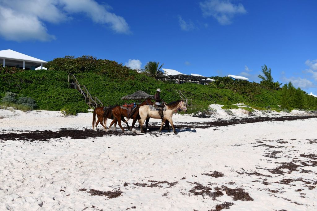 Horses in Harbour Island Bahamas