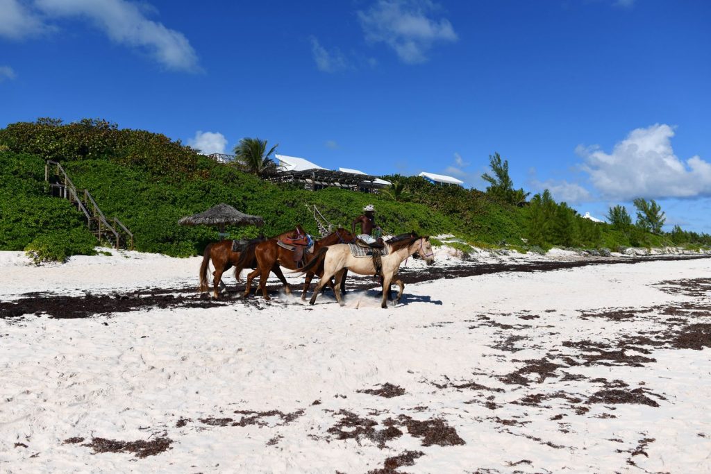Harbour Island Bahamas horses