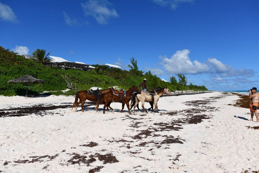 Horses in Harbour Island Bahamas